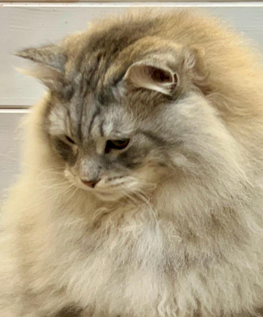 FALL IN LOVE CAVALIERE D'INVERNO